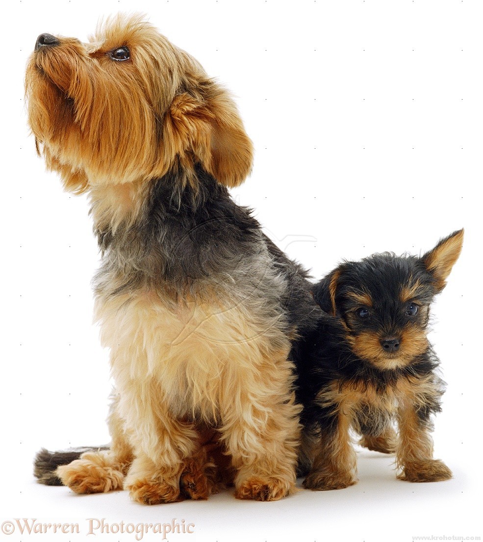 Yorkshire Terrier with pup