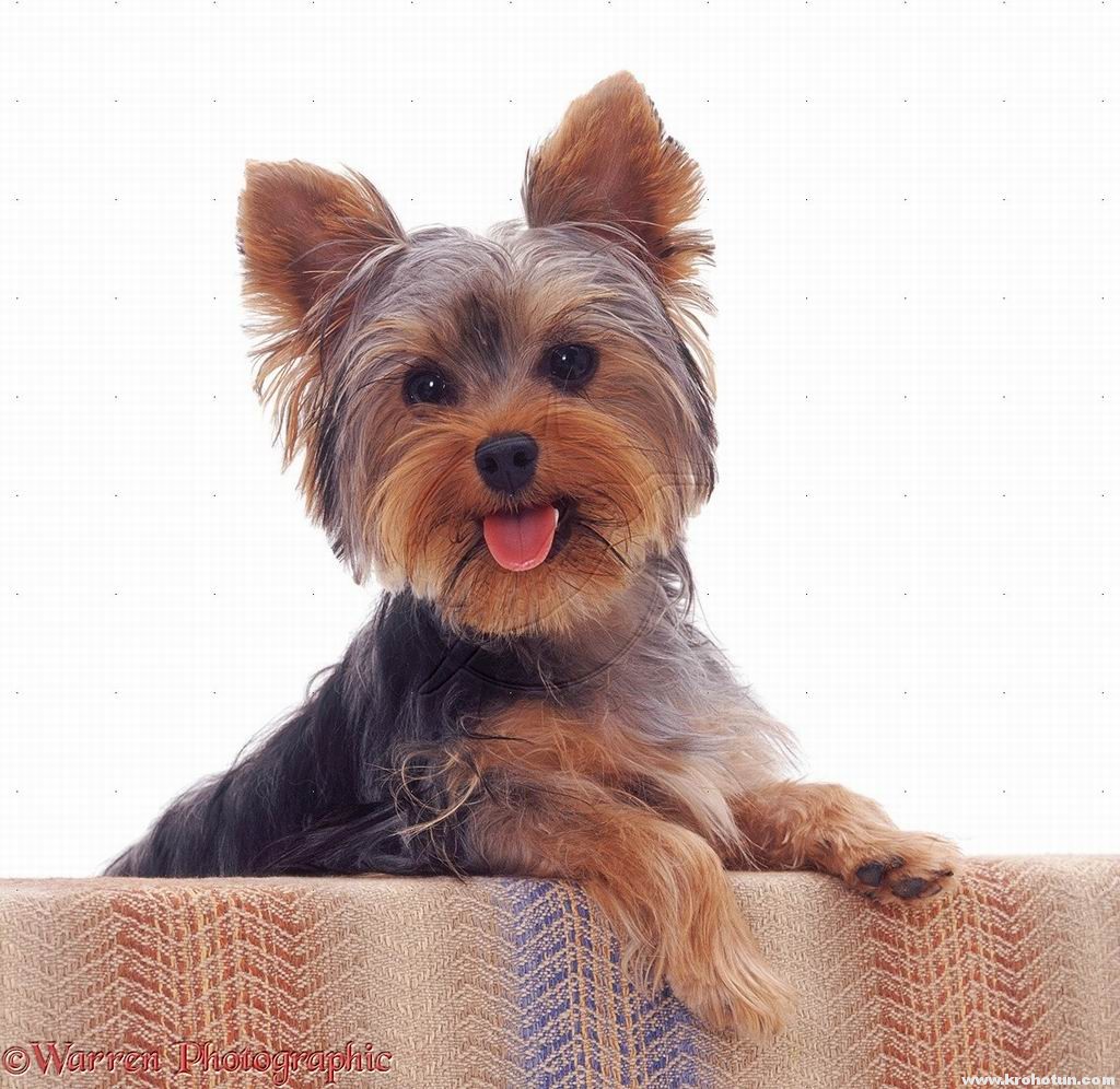 Yorkshire Terrier pup Tira, 6 months old, with her paws up