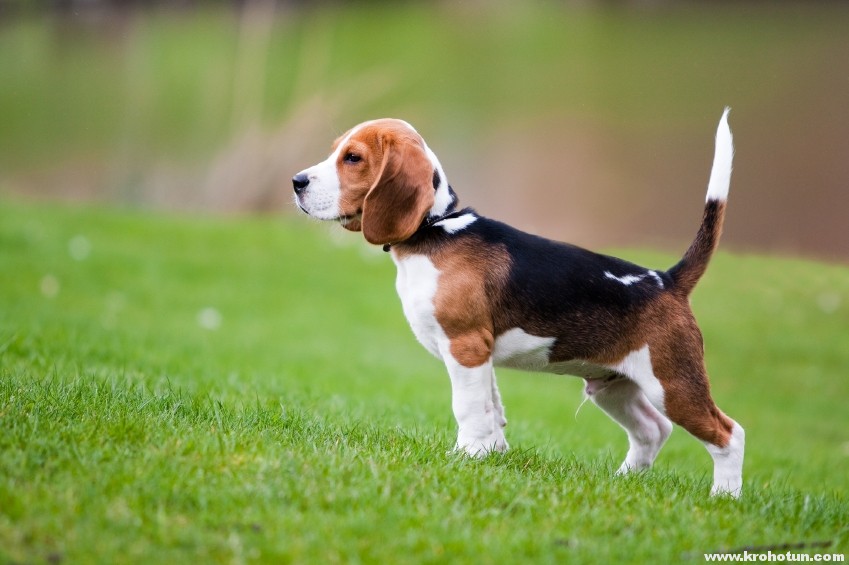Dog on green meadow. Beagle puppy walking