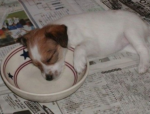 крохотун уснул после еды
