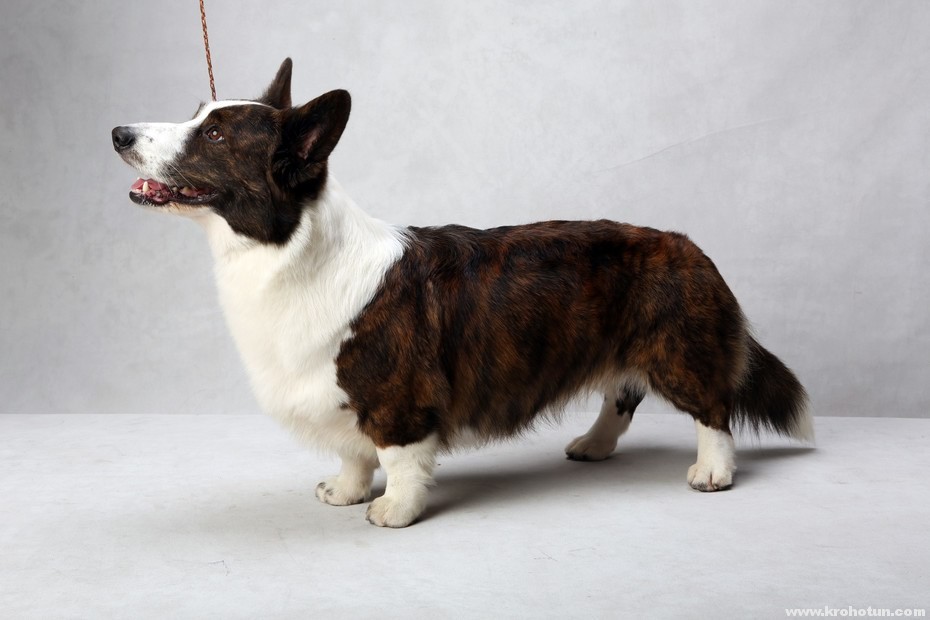 Wesminster Kennel Club dog show Monday, February 11, 2013. Cardigan Welsh Corgi - "Coco" Credit: Fred R. Conrad/The New York Times