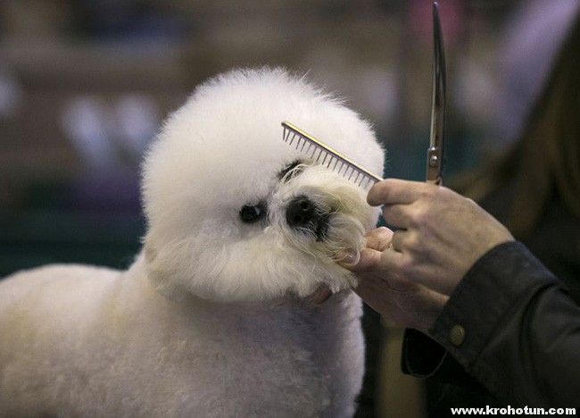 bichon-grooming