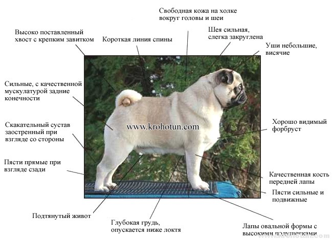 Мопс Характеристика Породы Фото