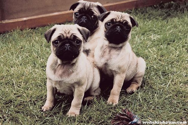 pugs