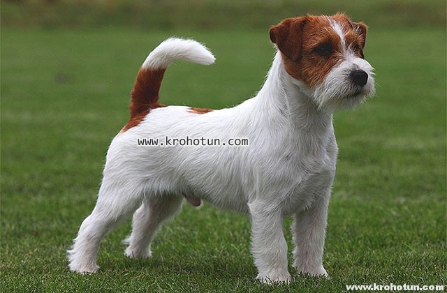 jack-russel