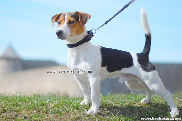 jack-russel2