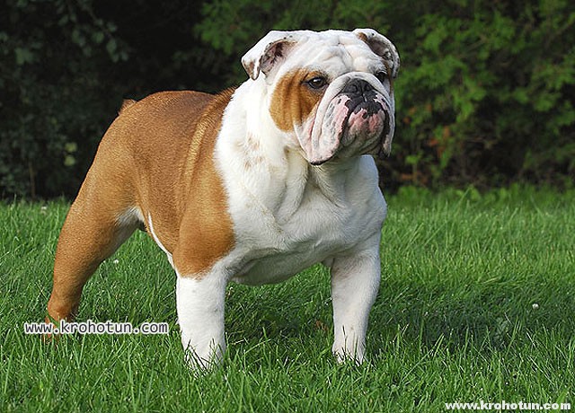 bulldog8