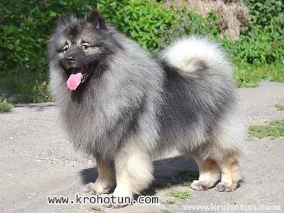 keeshond