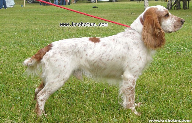 spaniel2