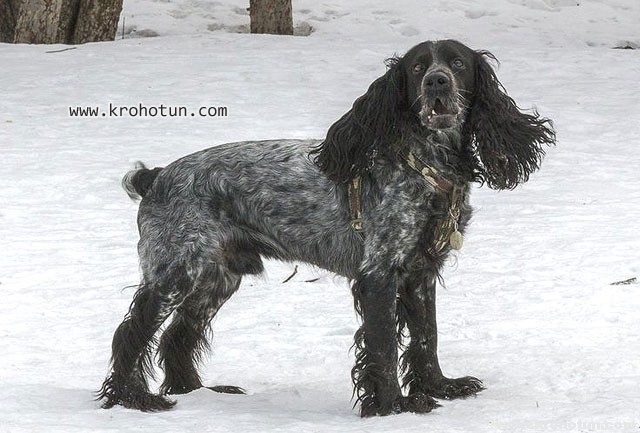 spaniel3