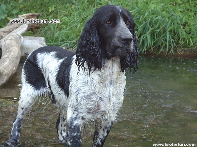 spaniel4