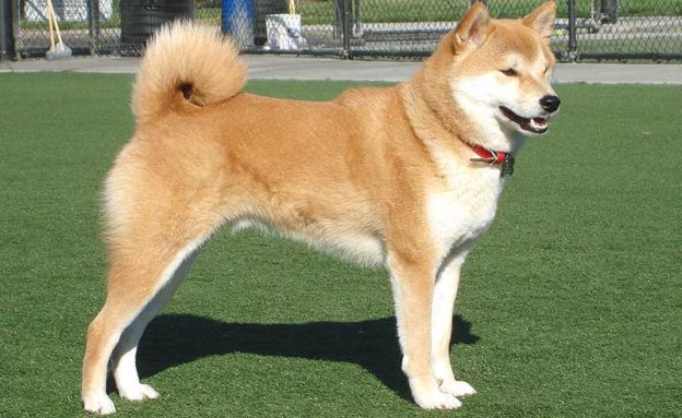 Сиба-ину: описание породы, характер и содержание