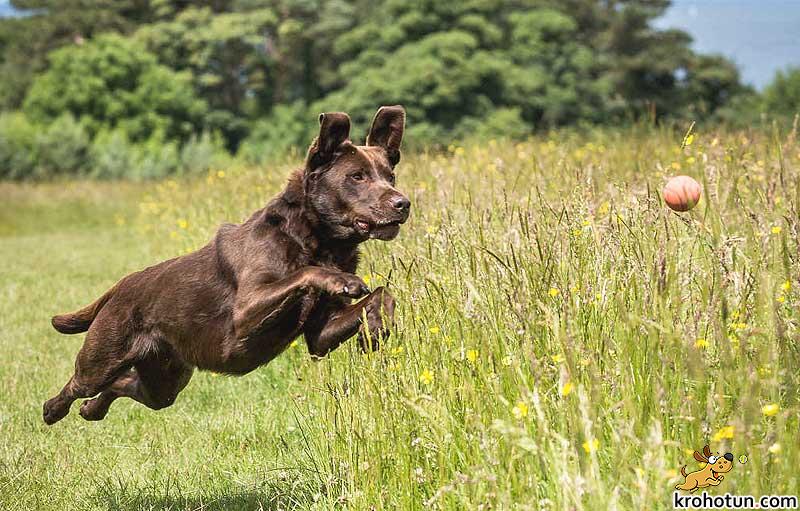 labrador