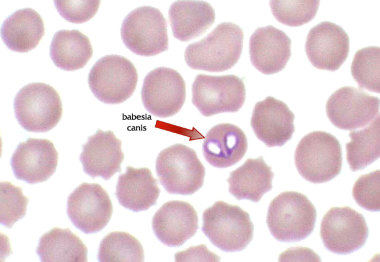 babesia-canis-foto