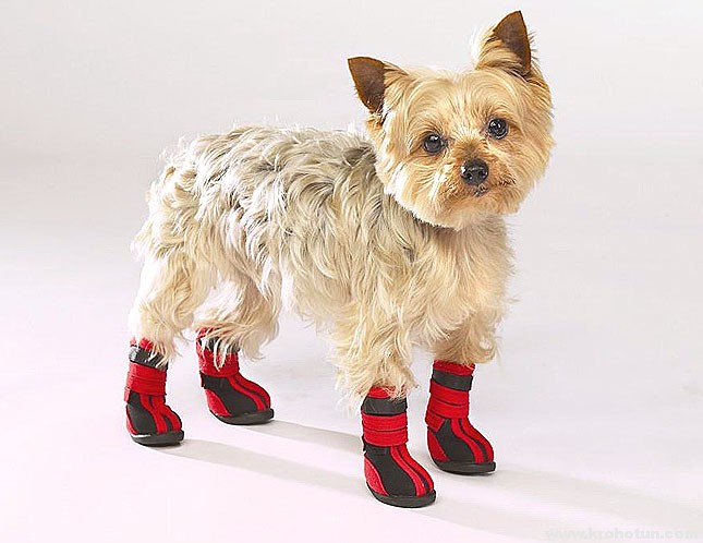ботинки для собак йорков
