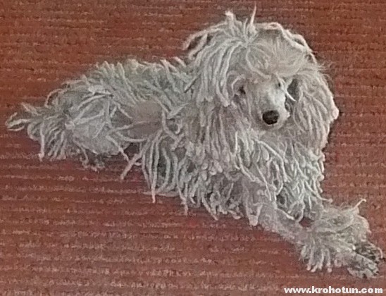 corded-poodle