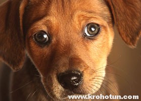 Ветеринарные дела: болезни и лечение собак