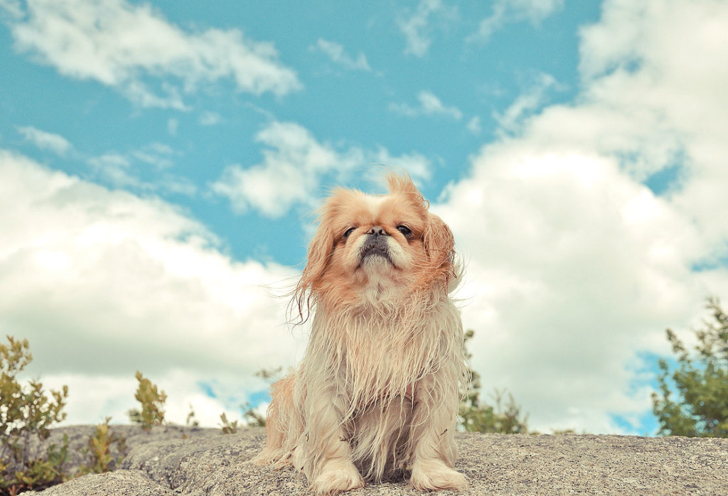 pekines-carskiy