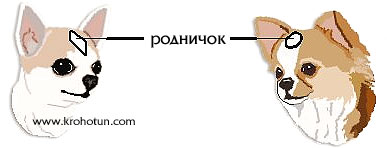 rodnichok