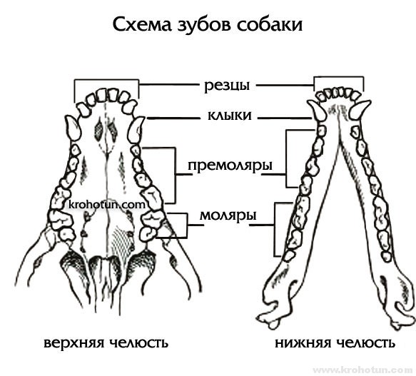 shema-zubov