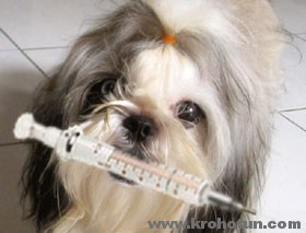 Первая вакцинация щенка: когда делать прививки