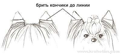 Как подстричь и поставить уши йорку