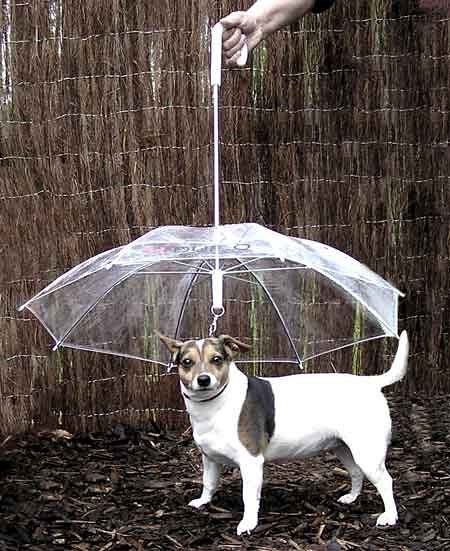 Зонт для собаки